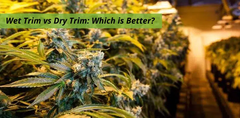 wet trim dry trimming articles